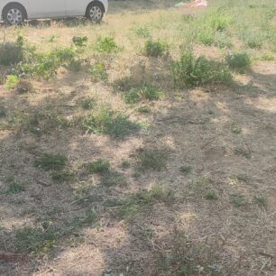 Τοξότες Ξάνθης: Ακόμα δύο σκυλιά νεκρά πιθανότατα από φόλες 1 ToxotesXanthisNekraSkylia21 6 2025 6