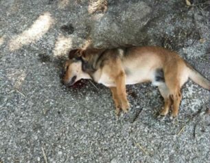 Τρίκλινο Αιτωλοακαρνανίας: Δολοφονημένα με φόλες γατιά και σκυλιά