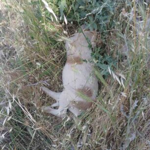 Ξάνθη: Ακόμα τέσσερα σκυλάκια δηλητηριασμένα με φόλες… 3 XanthiDilitiriasmenaSkylia5 6 2025 1