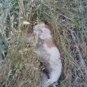 Ξάνθη: Ακόμα τέσσερα σκυλάκια δηλητηριασμένα με φόλες… 1 XanthiDilitiriasmenaSkylia5 6 2025 5