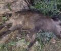 Χασιά Αττικής: Κυνηγός σκότωσε αγριογούρουνο εντός οικισμού μπροστά στα παιδιά που ευτυχώς τον κατήγγειλαν (βίντεο)