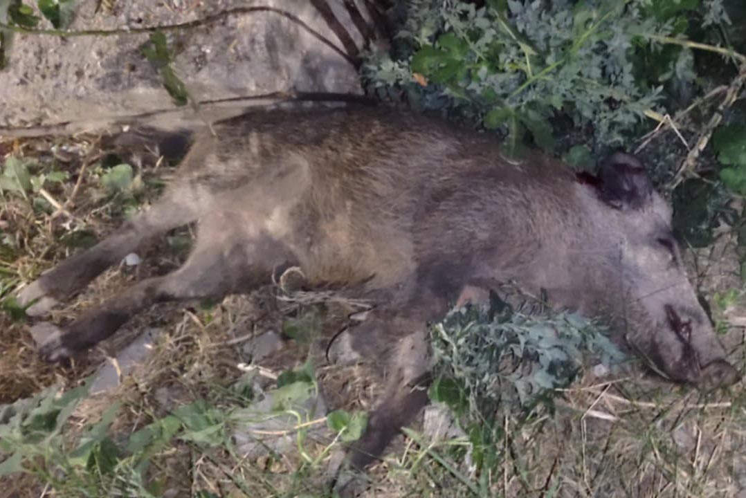 Χασιά Αττικής: Κυνηγός σκότωσε αγριογούρουνο εντός οικισμού μπροστά στα παιδιά που ευτυχώς τον κατήγγειλαν (βίντεο)