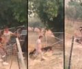 Φιλοζωικός Σύλλογος Χίου: Χρειαζόμαστε εθελοντές για τη διαχείριση ζώων στις καμένες περιοχές (βίντεο)
