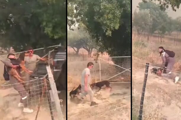 Φιλοζωικός Σύλλογος Χίου: Χρειαζόμαστε εθελοντές για τη διαχείριση ζώων στις καμένες περιοχές (βίντεο)