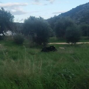 Ρόδος: Γιατί κανείς δεν σταματάει την κακοποίηση αγελάδων που είναι χωρίς νερό κάτω από τον καυτό ήλιο; (Βίντεο) 27 AgeladaRodos21 1 2023
