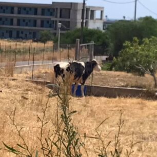 Ρόδος: Γιατί κανείς δεν σταματάει την κακοποίηση αγελάδων που είναι χωρίς νερό κάτω από τον καυτό ήλιο; (Βίντεο) 10 AgeladaRodosGennadi27 7 2021
