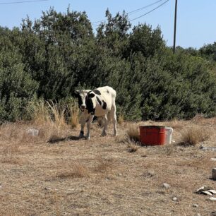 Ρόδος: Γιατί κανείς δεν σταματάει την κακοποίηση αγελάδων που είναι χωρίς νερό κάτω από τον καυτό ήλιο; (Βίντεο) 4 AgeladesAfantou23 9 2023 2