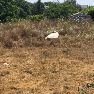 Ρόδος: Γιατί κανείς δεν σταματάει την κακοποίηση αγελάδων που είναι χωρίς νερό κάτω από τον καυτό ήλιο; (Βίντεο) 16 AgeladesRodos13 6 2019 1