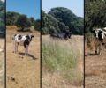 Ρόδος: Γιατί κανείς δεν σταματάει την κακοποίηση αγελάδων που είναι χωρίς νερό κάτω από τον καυτό ήλιο; (Βίντεο)