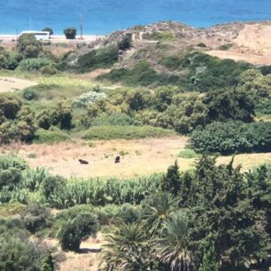 Ρόδος: Γιατί κανείς δεν σταματάει την κακοποίηση αγελάδων που είναι χωρίς νερό κάτω από τον καυτό ήλιο; (Βίντεο) 26 AgeladesRodos30 7 2019 1