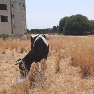 Ρόδος: Γιατί κανείς δεν σταματάει την κακοποίηση αγελάδων που είναι χωρίς νερό κάτω από τον καυτό ήλιο; (Βίντεο) 24 AgeladesRodosEnantiSklaveniti20246