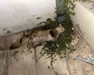 Άγιος Αντώνιος Λάρισας: Πολλά τα νεκρά ζώα που δολοφονήθηκαν με φόλες Ιούνιο και Ιούλιο