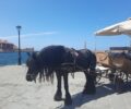 «Λυπάμαι τα άλογα που σέρνουν άμαξες με τουρίστες μέσα στη ζέστη στα Χανιά»