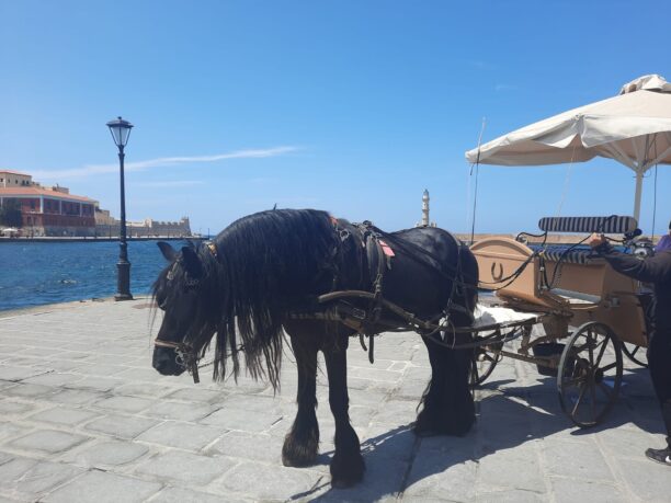 «Λυπάμαι τα άλογα που σέρνουν άμαξες με τουρίστες μέσα στη ζέστη στα Χανιά»