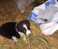 Αμύνταιο Φλώρινας: Βρήκε κουτάβι τραυματισμένο με σπασμένο πόδι μέσα σε τσουβάλι