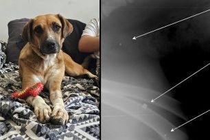 Χρειάζεται σπιτικό ο σκύλος που βρέθηκε στην Αρκαδία πυροβολημένος και με αεροβόλο και με κυνηγετικό όπλο
