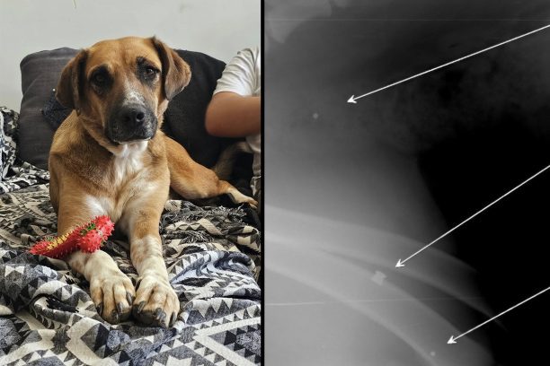 Χρειάζεται σπιτικό ο σκύλος που βρέθηκε στην Αρκαδία πυροβολημένος και με αεροβόλο και με κυνηγετικό όπλο