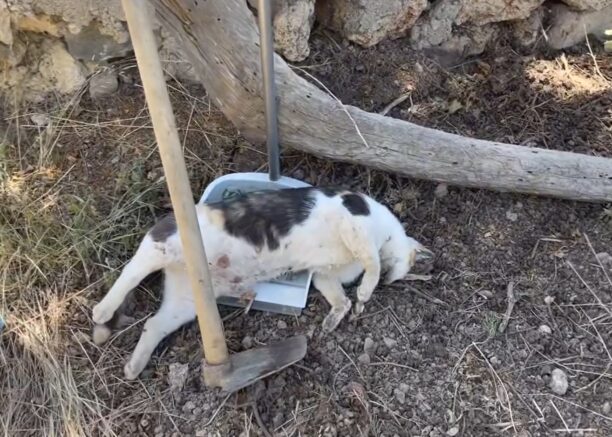 Ατσιπόπουλο Ρεθύμνου: Πάνω από 15 γάτες δολοφονήθηκαν με φόλες (βίντεο)