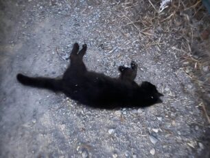 Ατσιπόπουλο Ρεθύμνου: Δολοφονημένες με φόλες πολλές γάτες και ένας σκύλος (βίντεο)