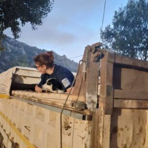 Η φωτιά στην Εύβοια απέδειξε πως στο Δημοτικό Κυνοκομείο Χαλκίδας σκυλιά παραμένουν υποσιτισμένα, άρρωστα και αστείρωτα (βίντεο) 9 DimotikoKynokomeioHalkidasEvias26 7 2025 10