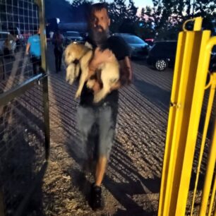 Η φωτιά στην Εύβοια απέδειξε πως στο Δημοτικό Κυνοκομείο Χαλκίδας σκυλιά παραμένουν υποσιτισμένα, άρρωστα και αστείρωτα (βίντεο) 12 DimotikoKynokomeioHalkidasEvias26 7 2025 11