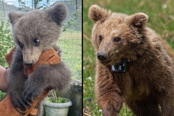 Ορφανό αρκουδάκι βρέθηκε στο Εμπόριο Κοζάνης μεγάλωσε στον ΑΡΚΤΟΥΡΟ και επέστρεψε στη φύση (βίντεο)