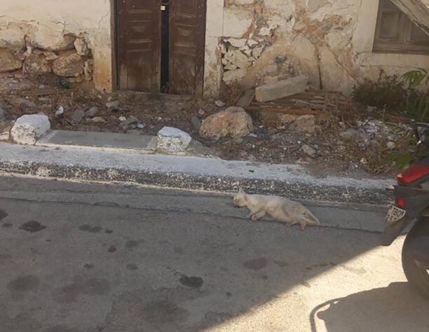 Κάλυμνος: Με φόλες δολοφόνησε γάτες