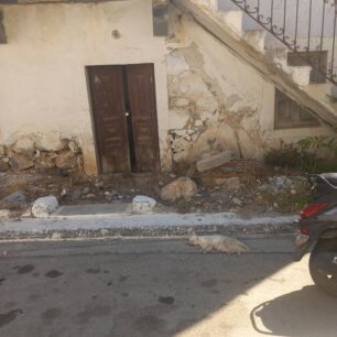 Κάλυμνος: Με φόλες δολοφόνησε γάτες 1 KalymnosGatesNekres9 7 2025 2