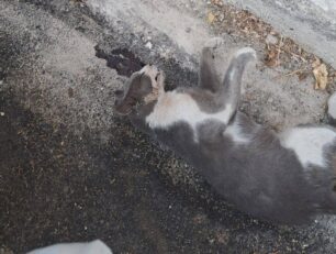 Κερατσίνι Αττικής: Μετά τις απειλές ήρθαν και οι δολοφονίες γατιών με φόλες