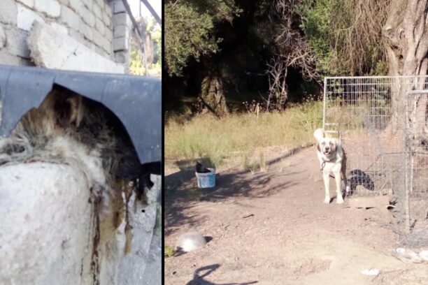 Κέρκυρα: Σκυλιά νεκρά ή ζωντανά δεμένα και σε κλουβιά σε σπίτι κολαστήριο στους Καρουσάδες (βίντεο)