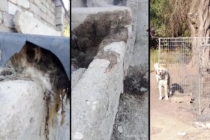 Κέρκυρα: Διαφεύγει της σύλληψης άνδρας που άφησε τον σκύλο του δεμένο να πεθάνει και κακοποιεί άλλα 4 στους Καρουσάδες (βίντεο)