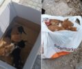 Κομοτηνή Ροδόπης: Έκλεισε μωρά γατάκια σε σακούλα και τα πέταξε στον κάδο σκουπιδιών