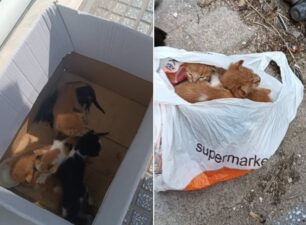 Κομοτηνή Ροδόπης: Έκλεισε μωρά γατάκια σε σακούλα και τα πέταξε στον κάδο σκουπιδιών