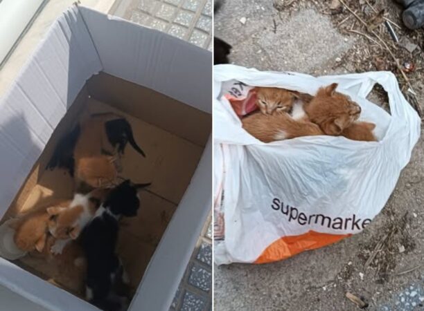 Κομοτηνή Ροδόπης: Έκλεισε μωρά γατάκια σε σακούλα και τα πέταξε στον κάδο σκουπιδιών