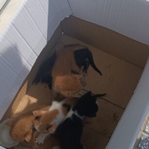 KomotiniRodopisGatakiaSakoulaKados1 7 2025 2