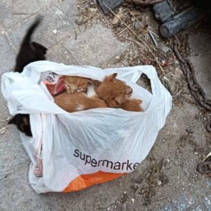 KomotiniRodopisGatakiaSakoulaKados1 7 2025 3