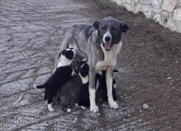 Αναστέλλεται ξανά ο αναποτελεσματικός νόμος για λήψη DNA – Χιλιάδες σκυλιά και γάτες παραμένουν αστείρωτα με ευθύνη της Νέας Δημοκρατίας