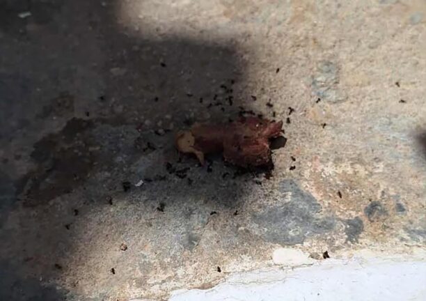 Κύθνος: Κομμάτι κρέατος πιθανότατα φόλα εντοπίστηκε στη Δρυοπίδα