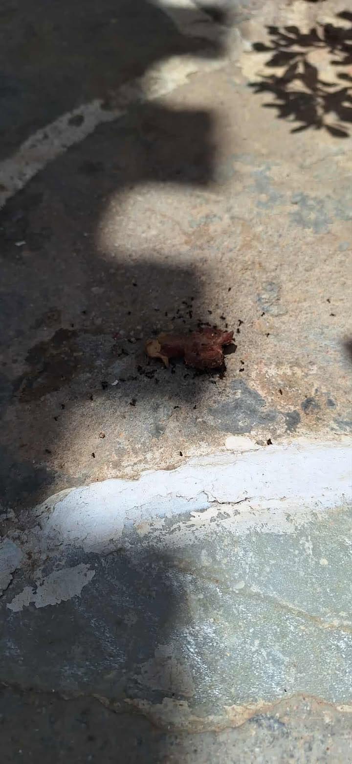 Κύθνος: Κομμάτι κρέατος πιθανότατα φόλα εντοπίστηκε στη Δρυοπίδα 1 KythnosDryopidaFola29 6 2025 2