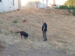 Κύθνος: Χωρίς ευρήματα η νέα έρευνα για φόλες που έκαναν εκπαιδευμένα σκυλιά