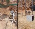 Λέρος: Σε άθλιες συνθήκες 36 σκυλιά στο Δημοτικό Κυνοκομείο (βίντεο)