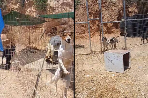 Λέρος: Σε άθλιες συνθήκες 36 σκυλιά στο Δημοτικό Κυνοκομείο (βίντεο)