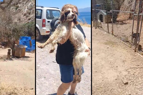 Διαψεύδουν τον δήμαρχο που τα βρίσκει όλα καλά για τα σκυλιά παρά τις άθλιες συνθήκες στο Δημοτικό Κυνοκομείο Λέρου (βίντεο)