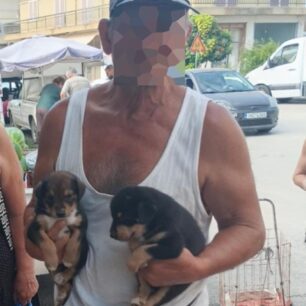 LexainaIleiasAndrasEpitethikePanagiotopoulou9 7 2025 2