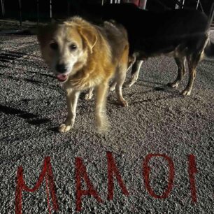 MalakasaSkyliaGipedoAnoixis10 7 2025 1