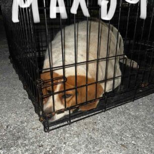 MalakasaSkyliaGipedoAnoixis10 7 2025 9