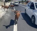 Μύκονος: Κατσίκες παστουρωμένες με δεμένα τα πόδια στη μέση του δρόμου! (Βίντεο)