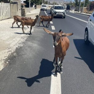 Μύκονος: Κατσίκες παστουρωμένες με δεμένα τα πόδια στη μέση του δρόμου! (Βίντεο) 1 MykonosVrysiKatsikesPastouromenesDemenaPodia14 7 2025 3