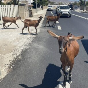 Μύκονος: Κατσίκες παστουρωμένες με δεμένα τα πόδια στη μέση του δρόμου! (Βίντεο) 2 MykonosVrysiKatsikesPastouromenesDemenaPodia14 7 2025 5