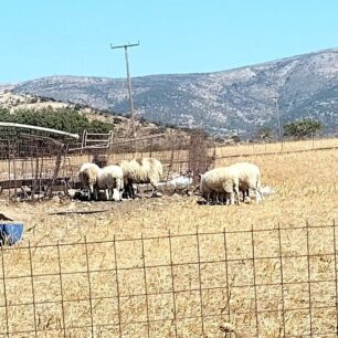 Νάξος: Πρόβατα παρά τον καύσωνα όλη μέρα στον ήλιο (βίντεο) 2 NaxosProvata21 6 2025 4